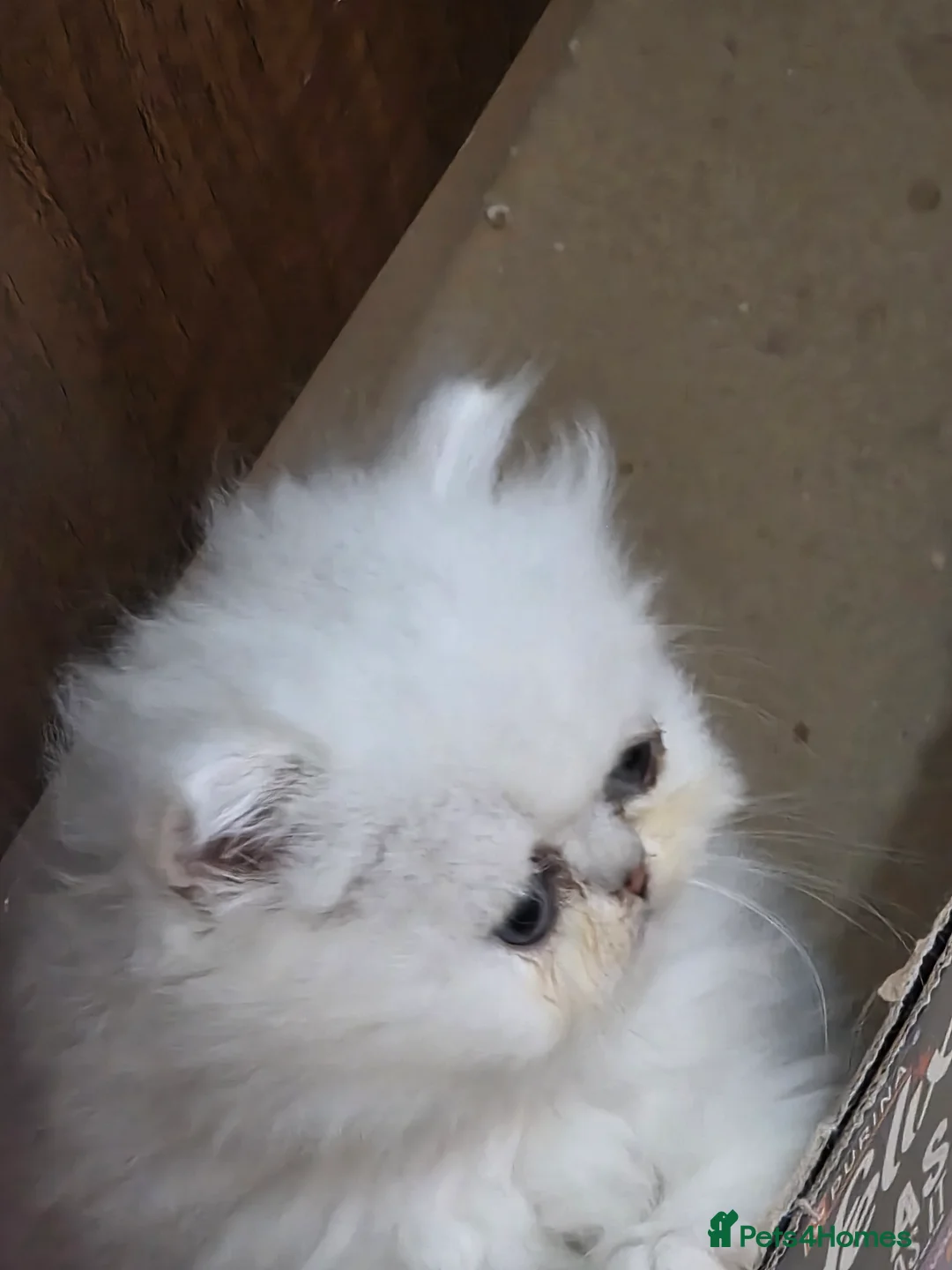 Persian cats for sale: Pedigree Chinchilla Kitten. Female  - Advert 4