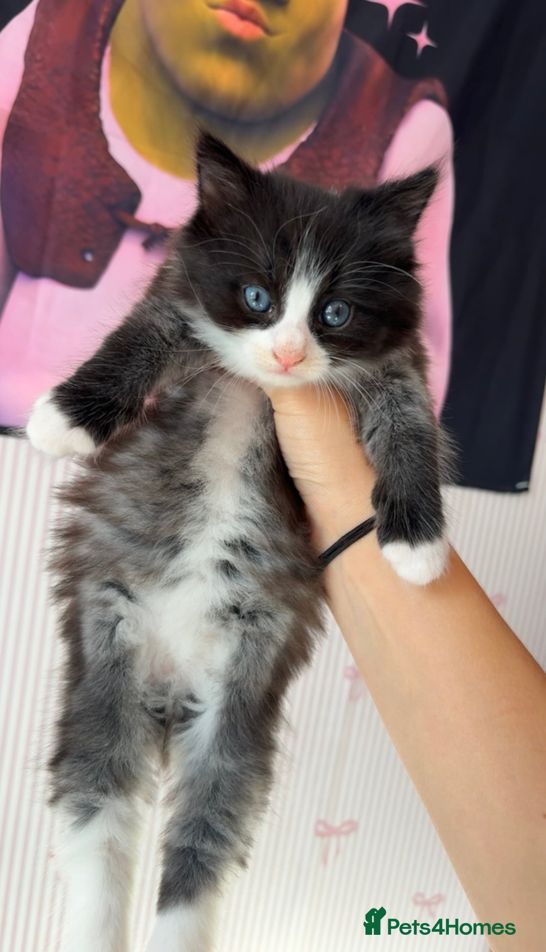 Mixed Breed cats for sale: boy kitten looking for his forever home - Image 2