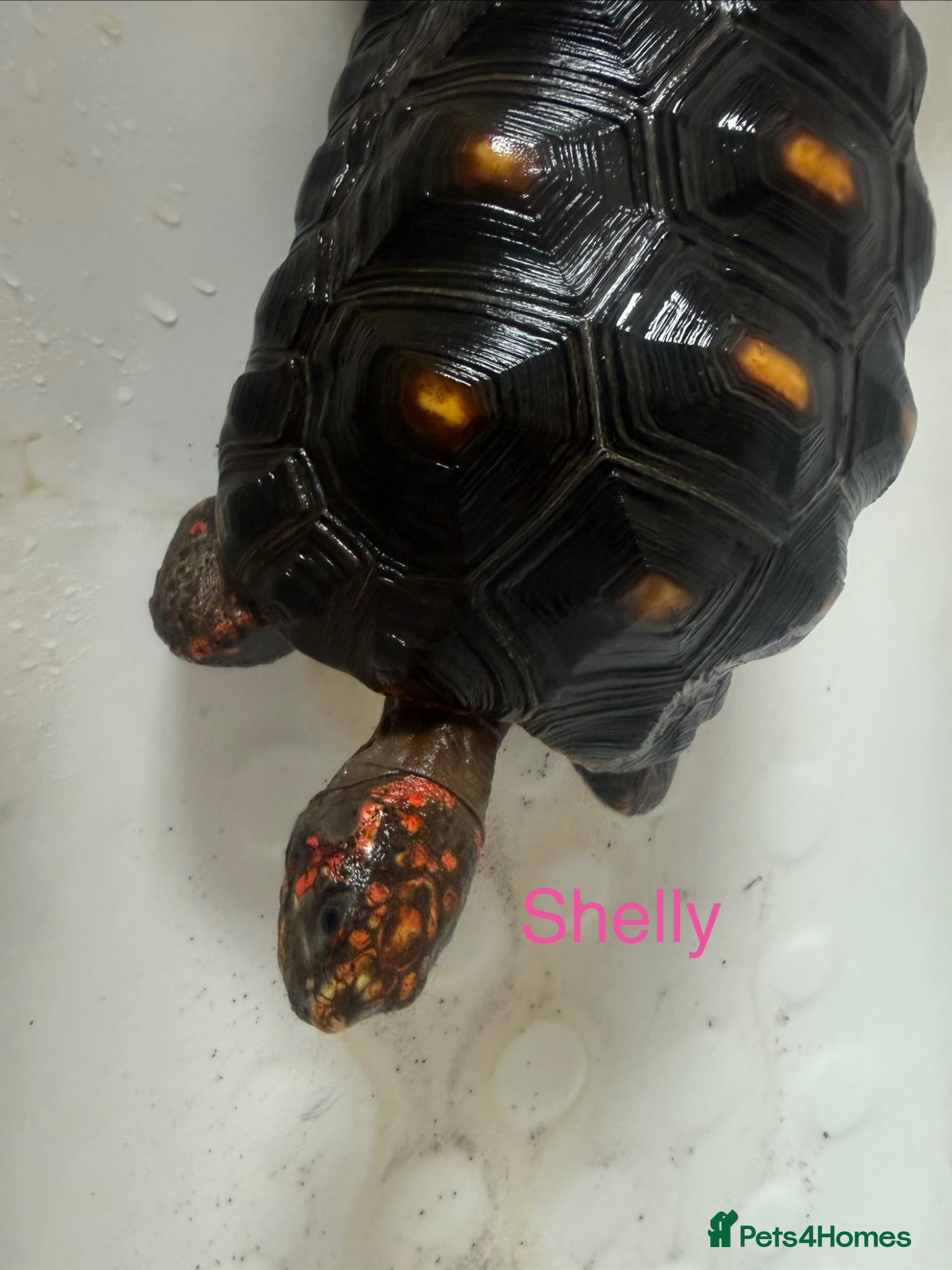 Tortoise reptiles Trio red footed tortoises - Advert 2