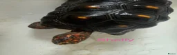Tortoise reptiles for sale: Trio red footed tortoises - Advert 2
