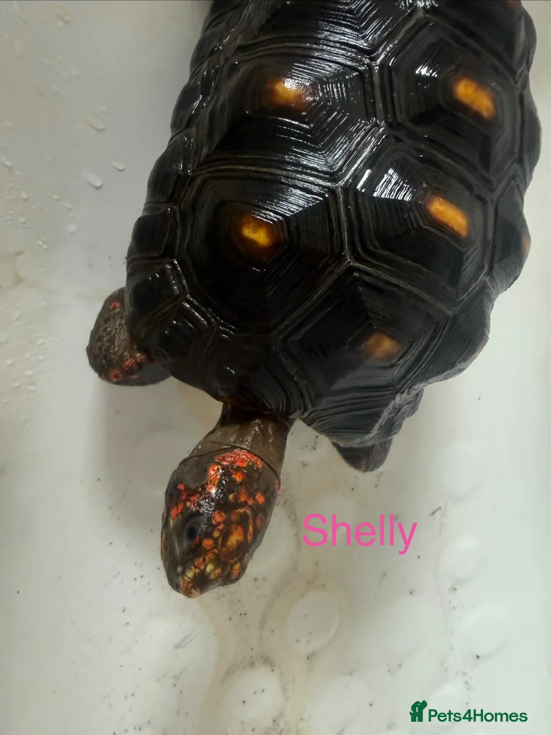 Tortoise reptiles for sale: Trio red footed tortoises - Advert 2