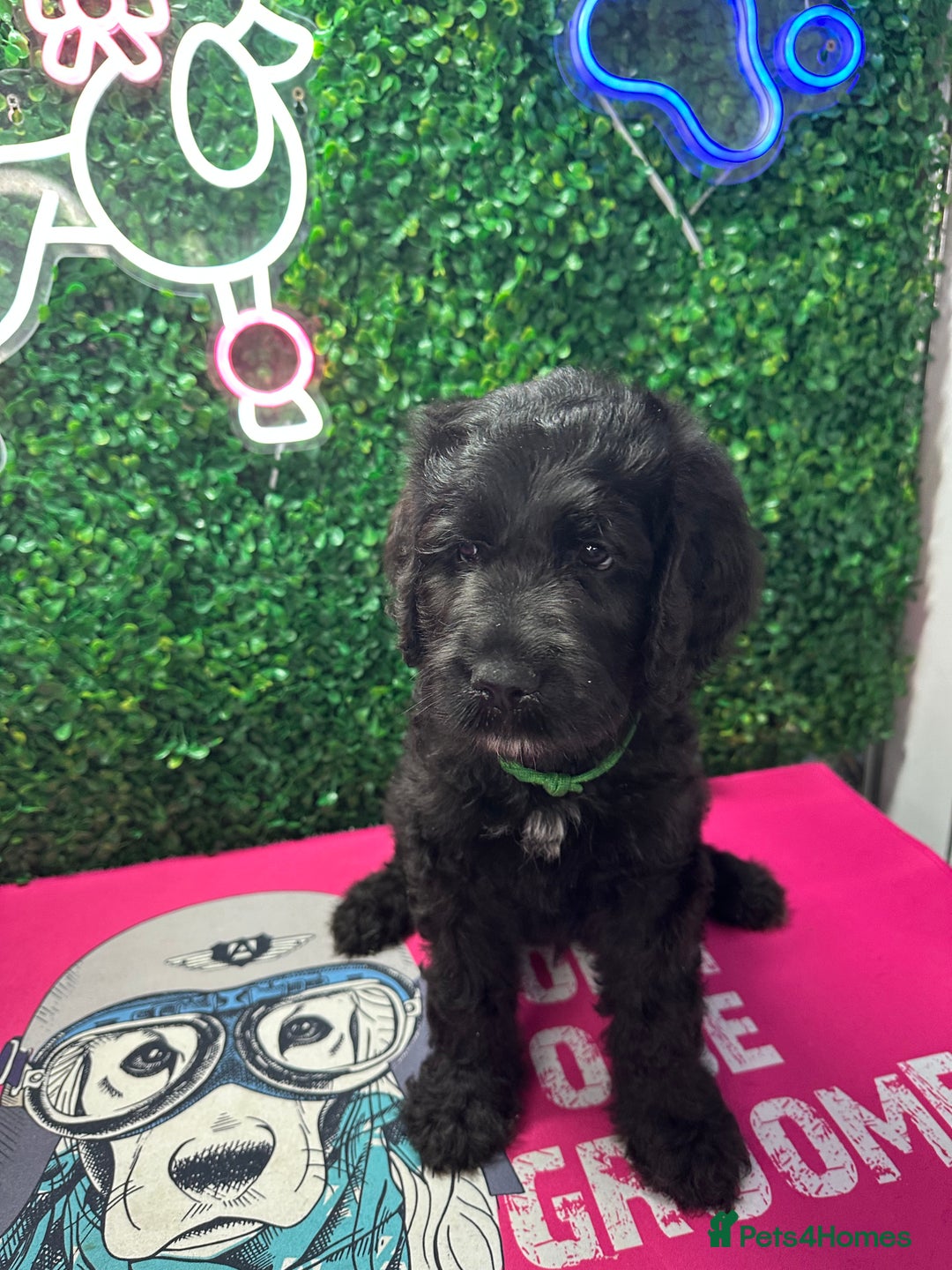 Mixed Breed dogs for sale: F1 Saint Berdoodles - Image 34