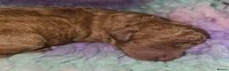 Toy Poodle dogs for sale:  Licensed breeder, kc DNA CLEAR tiny toy poodles! - Advert 36