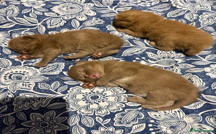 British Shorthair cats - Advert 3