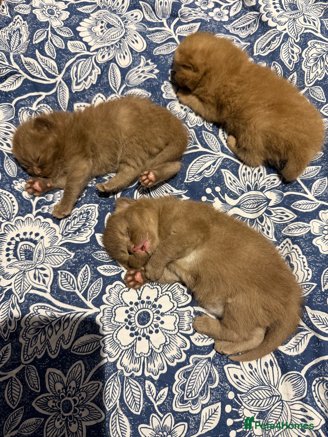 British Shorthair cats for sale: Chocolate British Shorthair Kittens - Advert 2