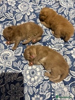 British Shorthair cats Chocolate British Shorthair Kittens - Advert 3
