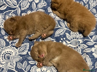British Shorthair cats Chocolate British Shorthair Kittens - Advert 15