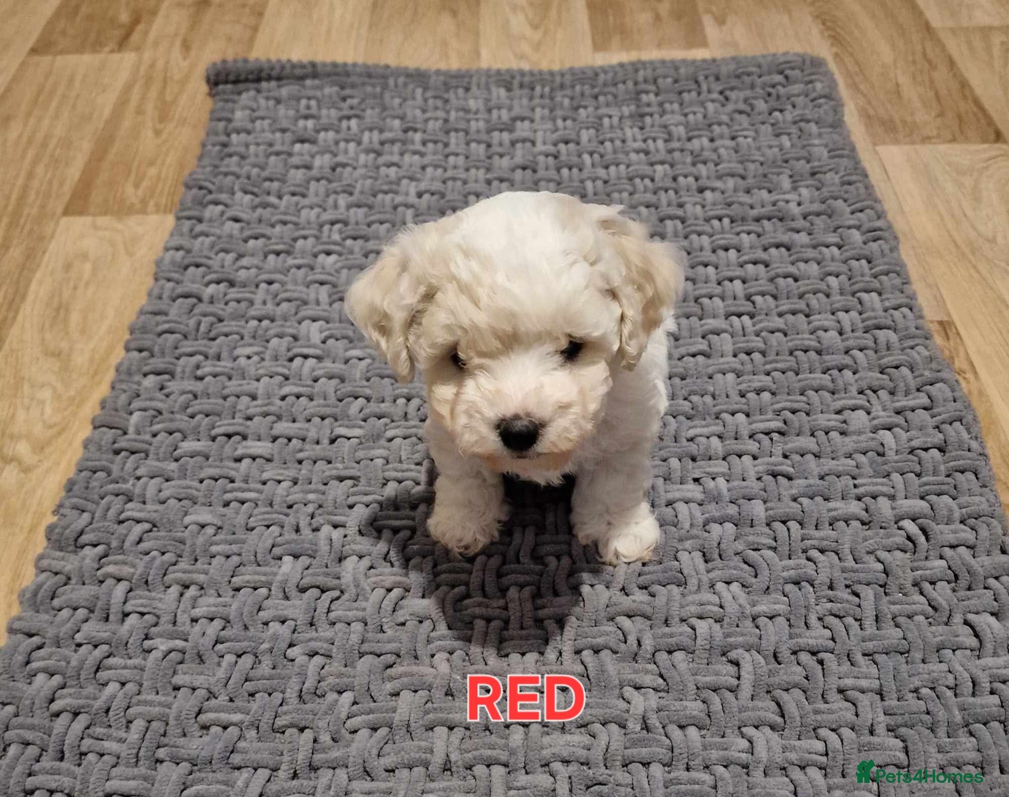 Bichon Frise dogs for sale: Bichon Frise Puppies – Champion Bloodlines  - Advert 1