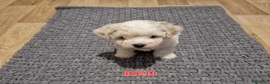 Bichon Frise Puppy Red