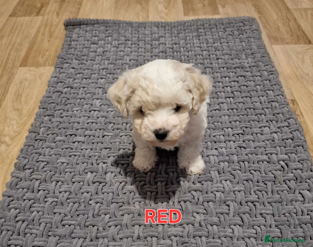 Bichon Frise dogs for sale: Bichon Frise Puppies – Champion Bloodlines  - Advert 1