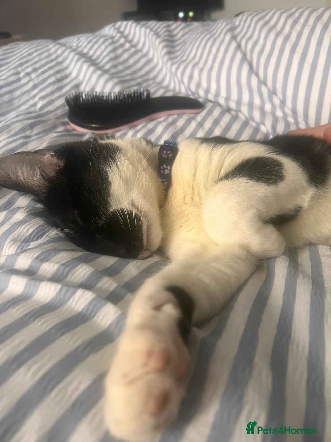 Domestic Shorthair cats for sale: Male Cat one years old to be rehomed in Bristol - Advert 2