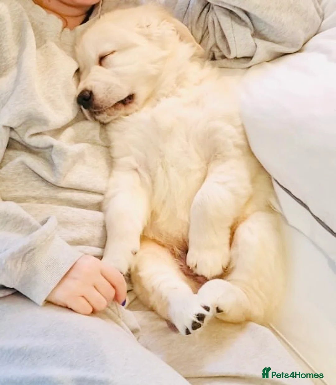 Golden Retriever dogs for sale: 15 weeks old Golden Retriever  - Advert 3