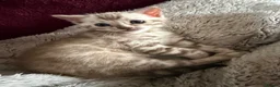 Bengal cats for sale: Champion bloodlines TICA Registered Bengal Kitten  - Advert 7