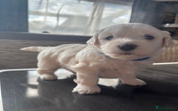 Bichon Frise dogs for sale: bichon frise - Image 3