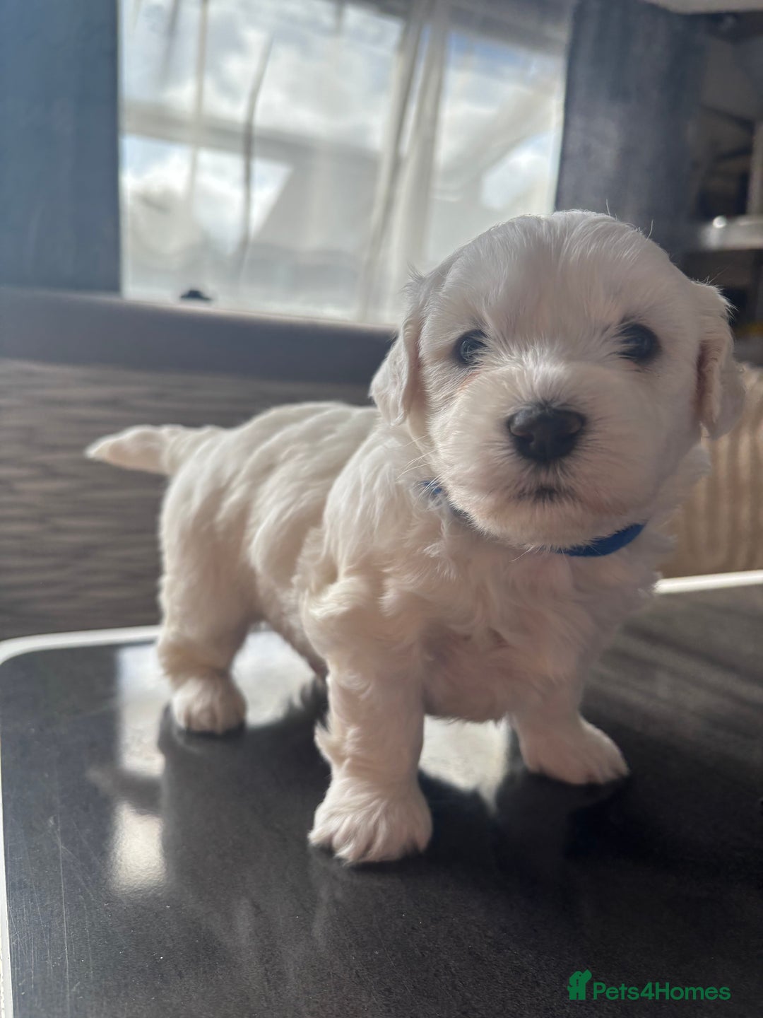 Bichon Frise dogs for sale: bichon frise - Image 3