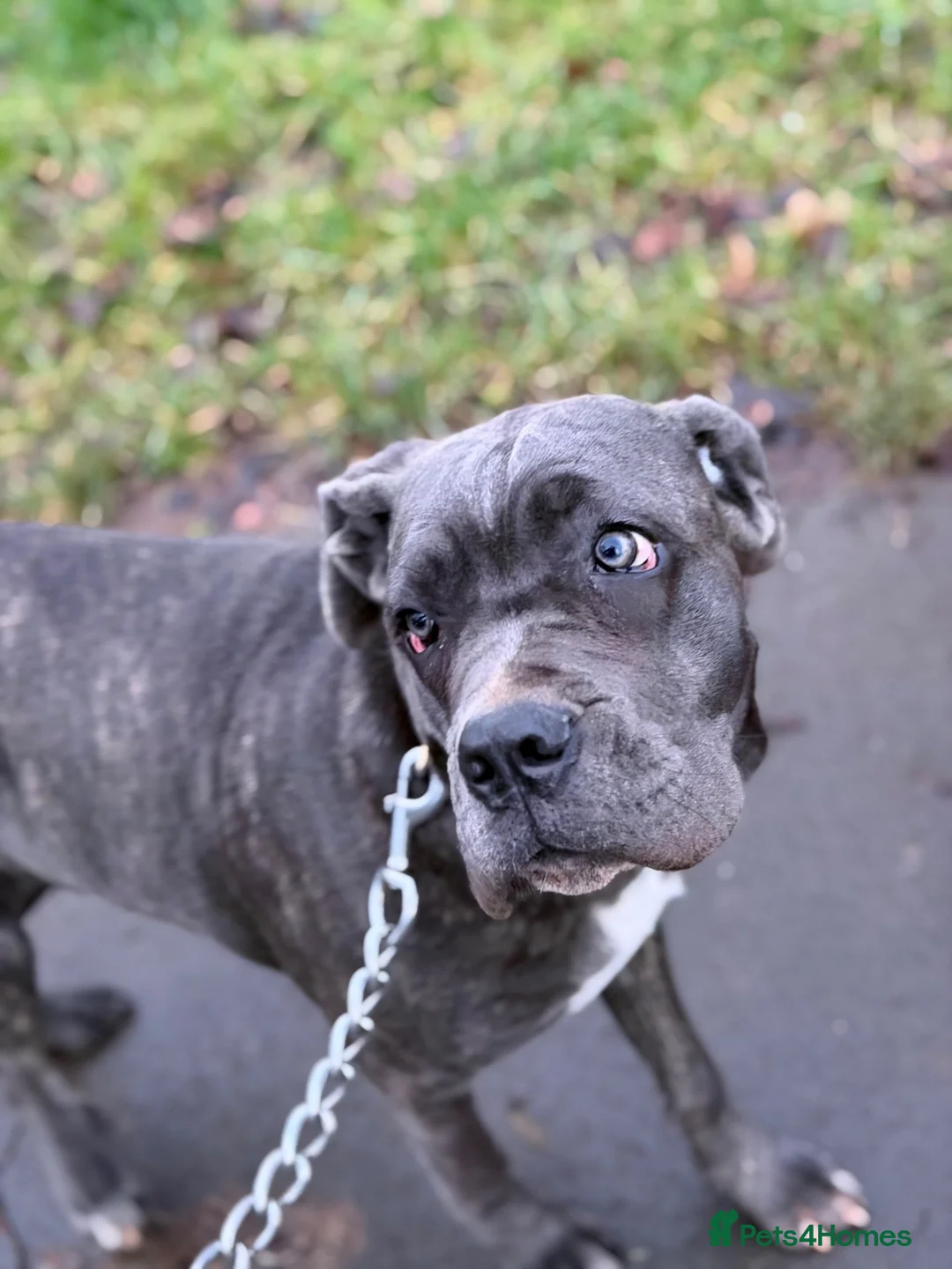 Cane Corso dogs for sale: Cane corso  - Advert 2