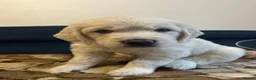 Golden Retriever dogs for sale: Golden retriever KC registered ,KC DNA Tested  - Advert 4