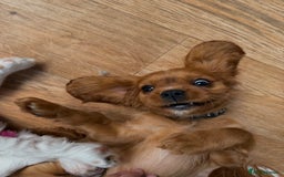 Cavalier King Charles Spaniel dogs for sale: KC reg, pedigree CKCS girl, ready to go - Image 11