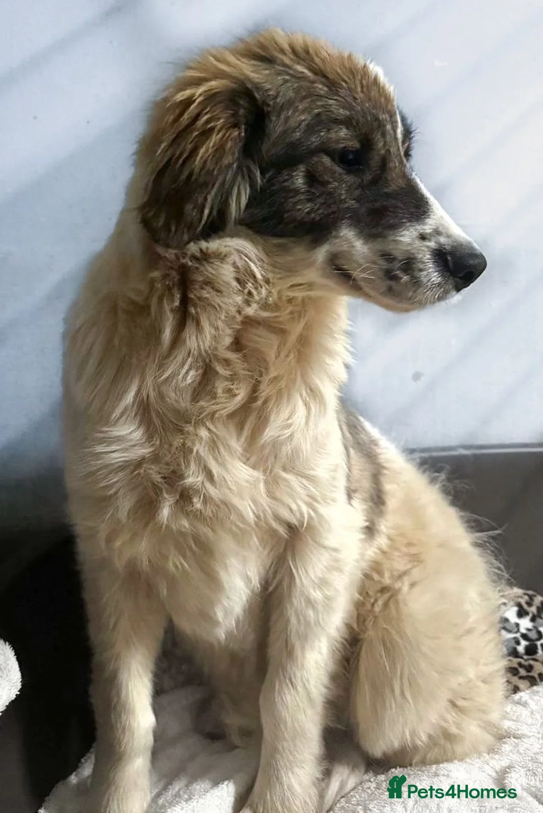 Mixed Breed dogs for adoption: Meet Hannah and Honey !!!  - Advert 5