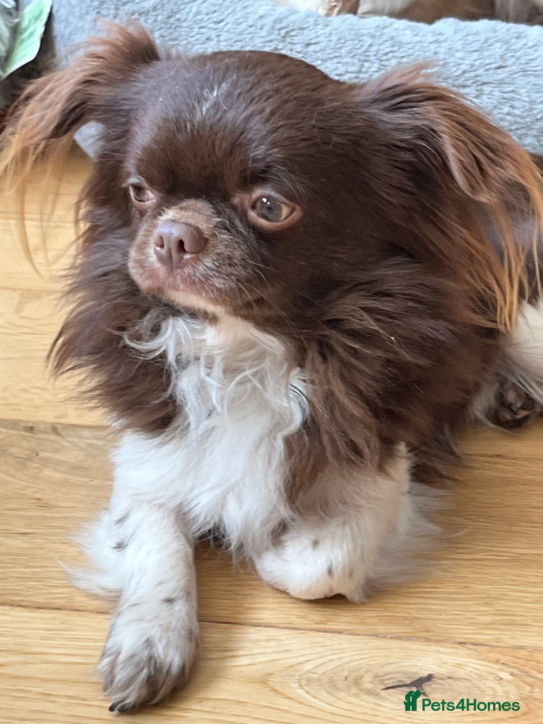 Chihuahua dogs for sale: 3 Gorgeous long coats boys - Advert 9