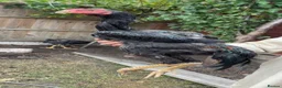 Mixed Breed birds for sale: Shamu Aseel Pure Breed - Advert 7