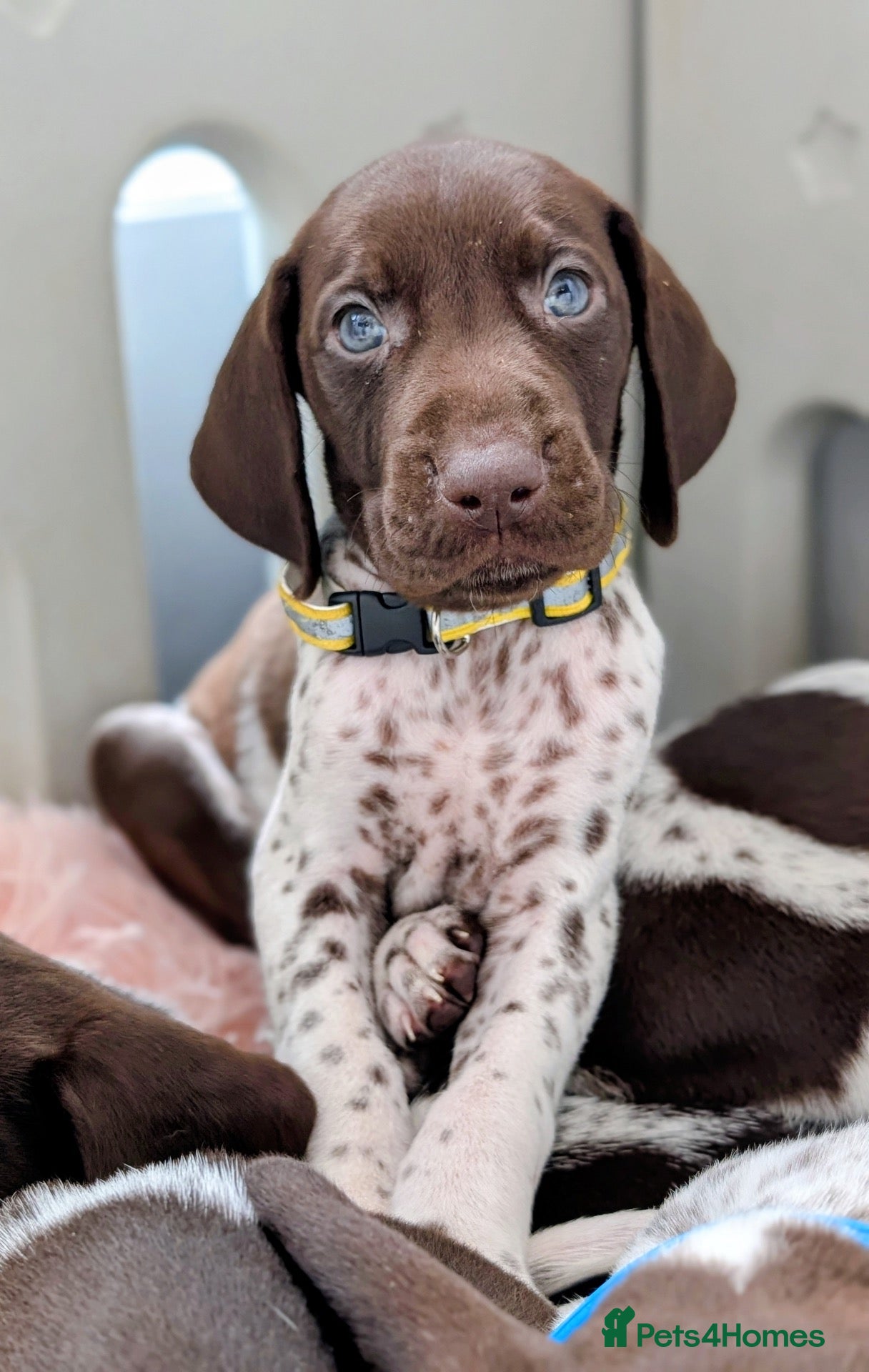 German Shorthaired Pointer dogs German shorthaired pointers  - Advert 13
