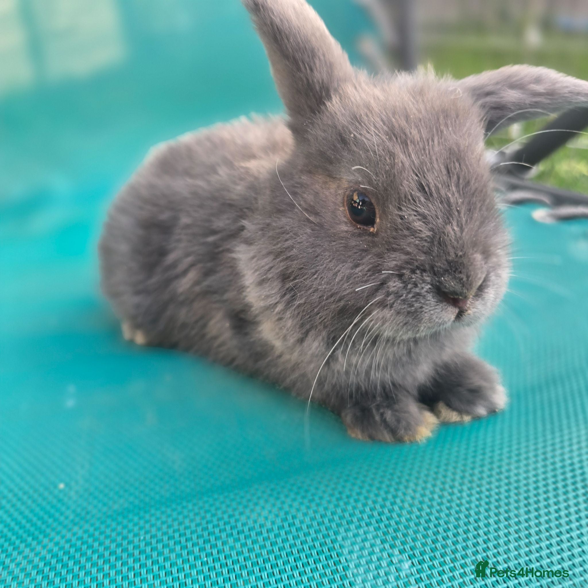 Mini Lop rabbits Mini Loop bunnies 8 weeks old 3 bunnies left - Advert 2