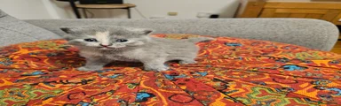 British Shorthair 4 Allegra