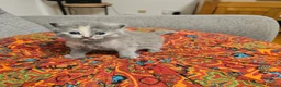 British Shorthair cats for sale: GCCF/TICA registered beautiful litter - Advert 15