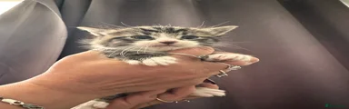 Tabby Male 