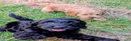 Cockapoo dogs for sale: Licensed breeder, health tested F1 cockapoos - Advert 17