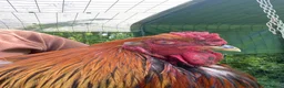 Chickens poultry for sale: Chunky Brahma cockerel needs new home - Advert 5