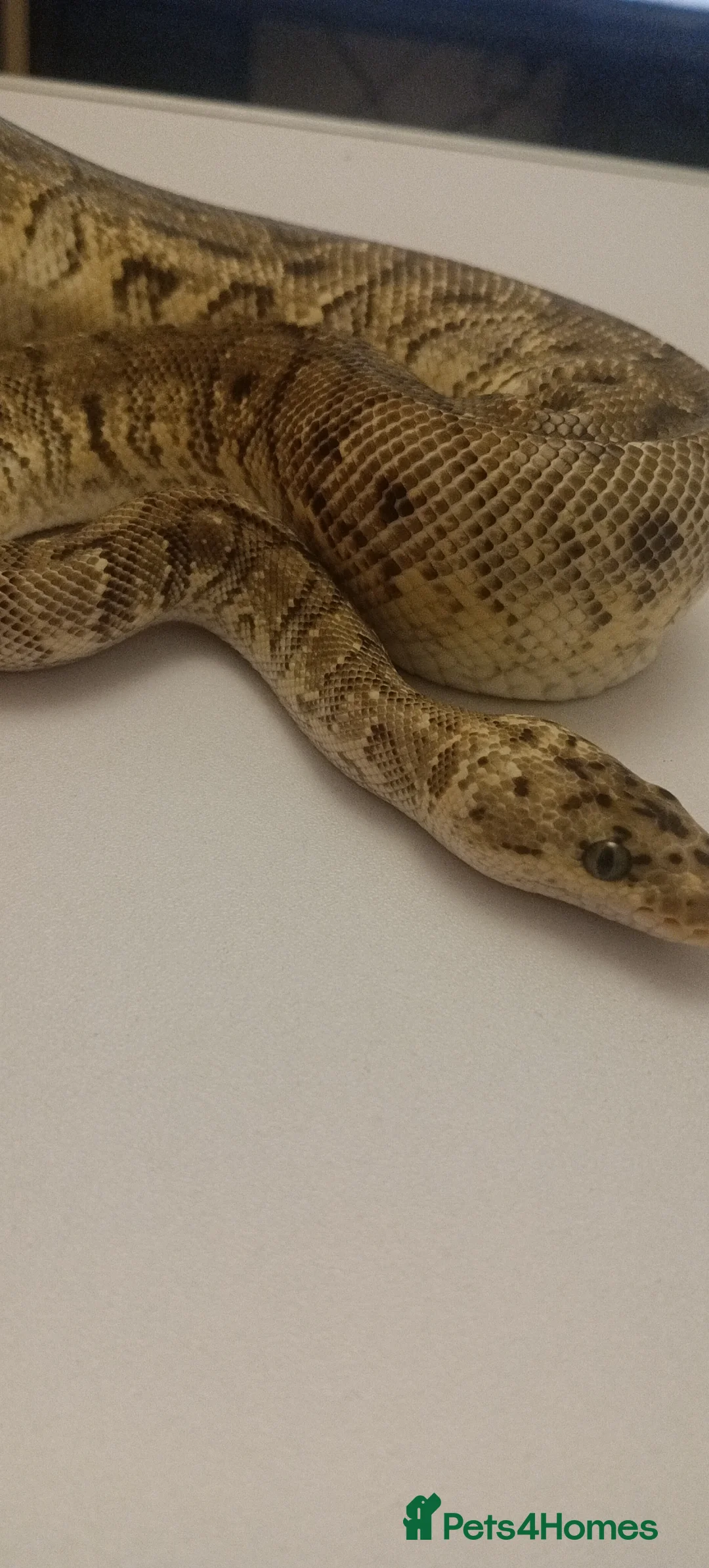 Python Snake reptiles for sale: Male, HGW, CLOWN, YB, PASTEL, H.MORAY - Advert 1
