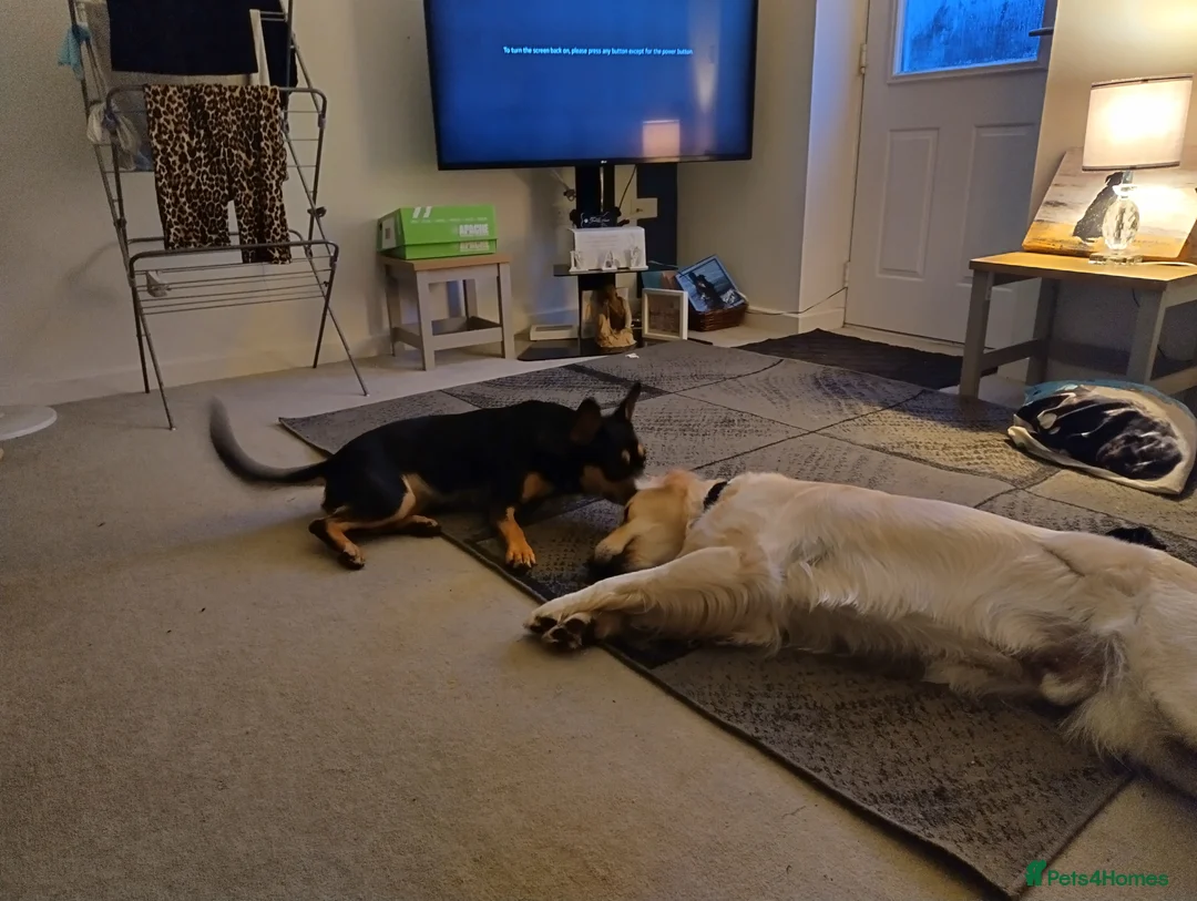 Mixed Breed dogs for sale: Frenchie cross  - Advert 10