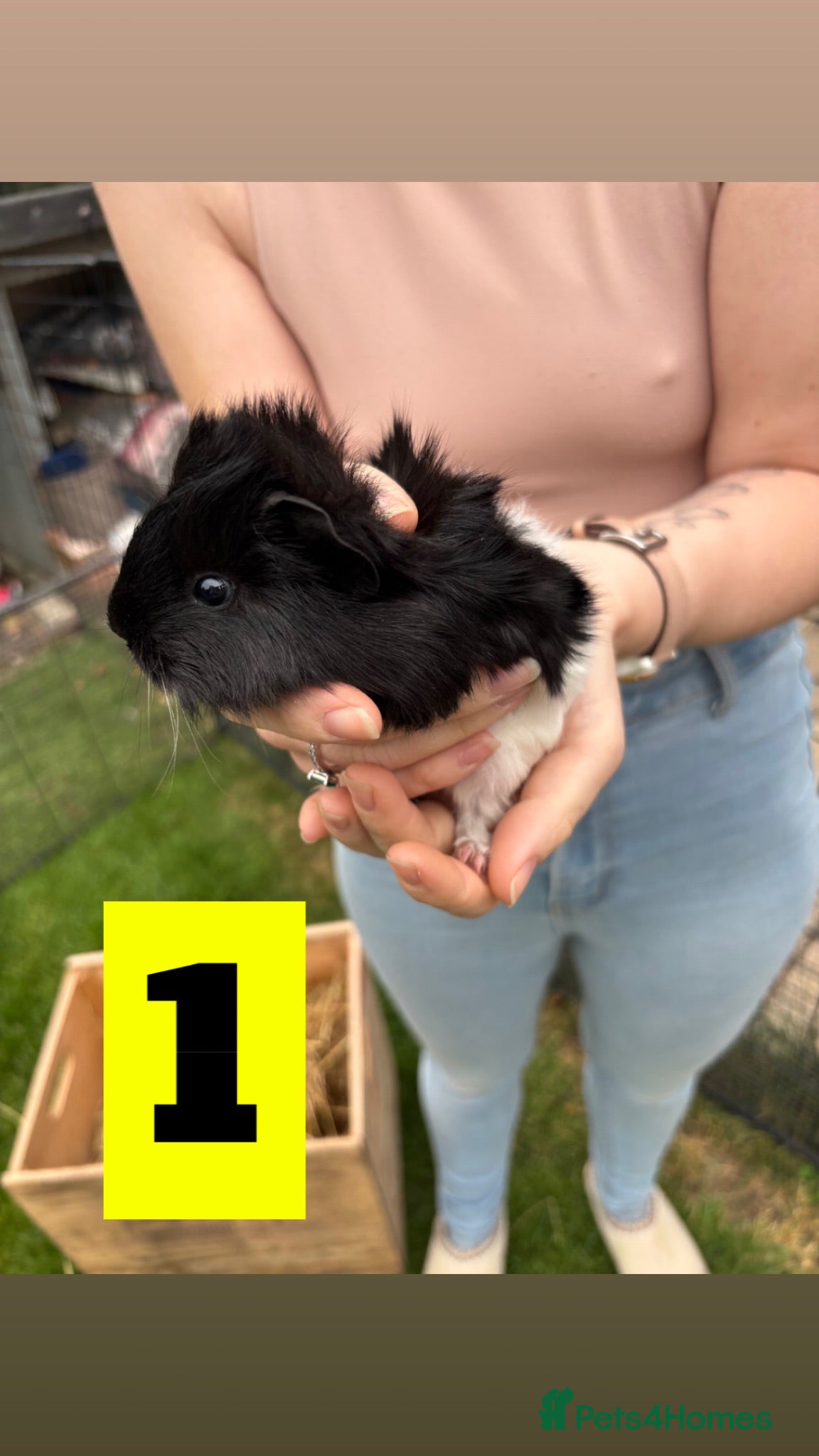 Guinea Pig rodents Male and female baby guinea pigs  - Advert 1