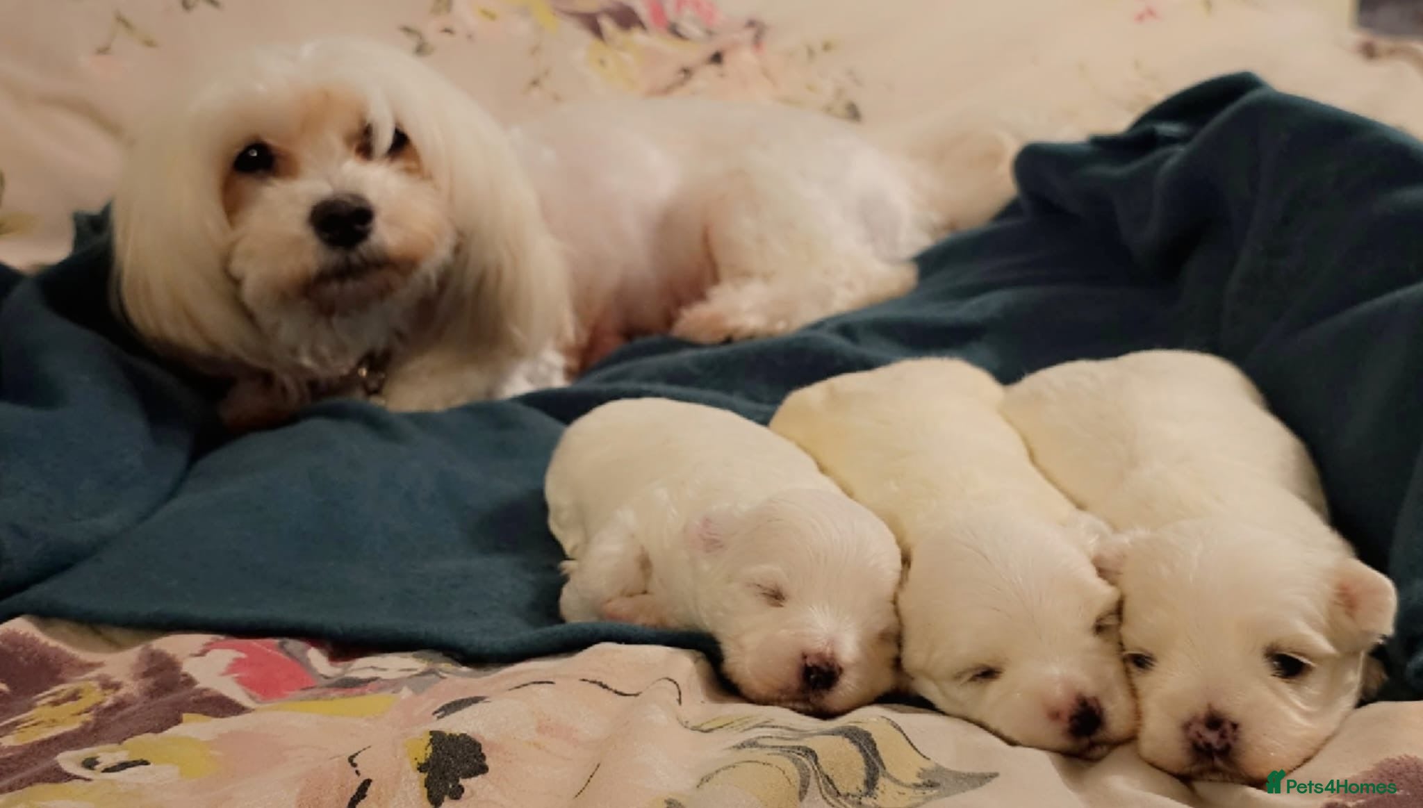 Maltese dogs Maltese puppies  - Advert 1