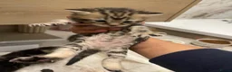 Mixed Breed cats for sale: Scottish Fold Mix - Advert 18