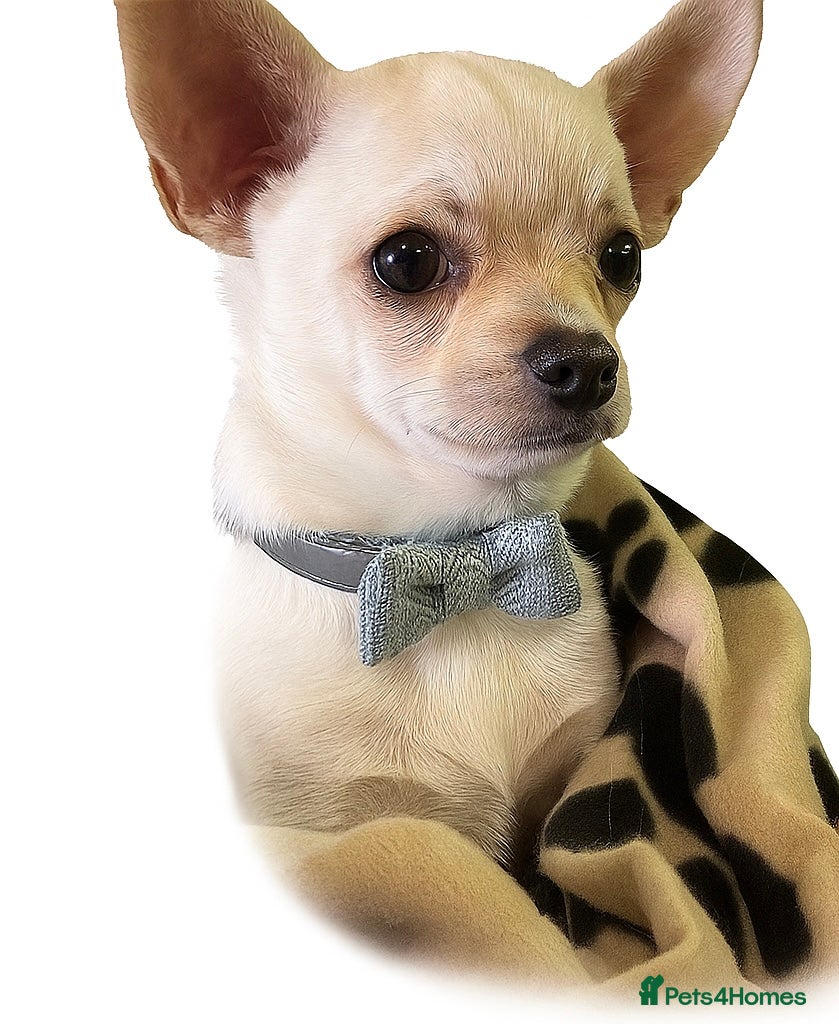 Chihuahua dogs  Adorable Chihuahua 15 weeks  Puppy  - Advert 11