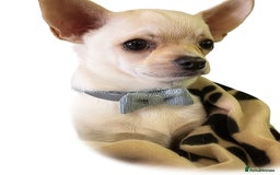 Chihuahua dogs for sale:  Adorable Chihuahua 15 weeks  Puppy  - Image 1