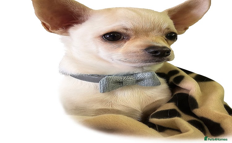 Chihuahua dogs - Advert 1
