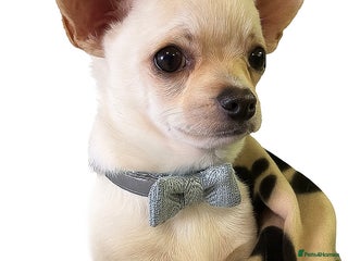 Chihuahua dogs - Advert 15