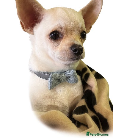 Chihuahua dogs - Advert 1