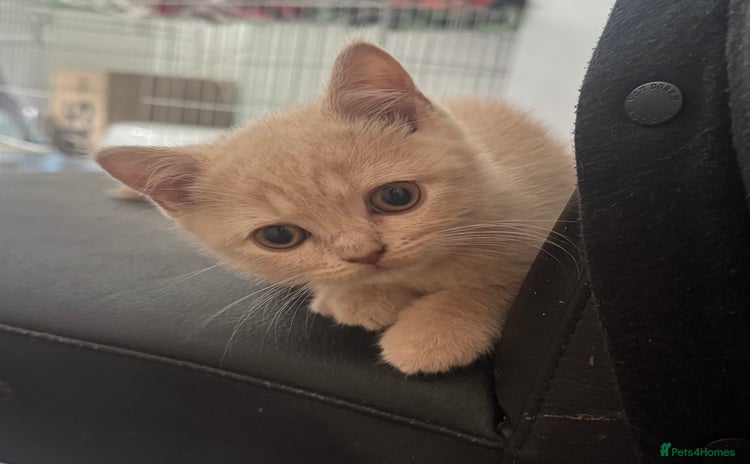 British Shorthair cats - Advert 2