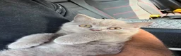 British Shorthair cats for sale: 14 Week Old British Shorthair Kitten - Advert 5