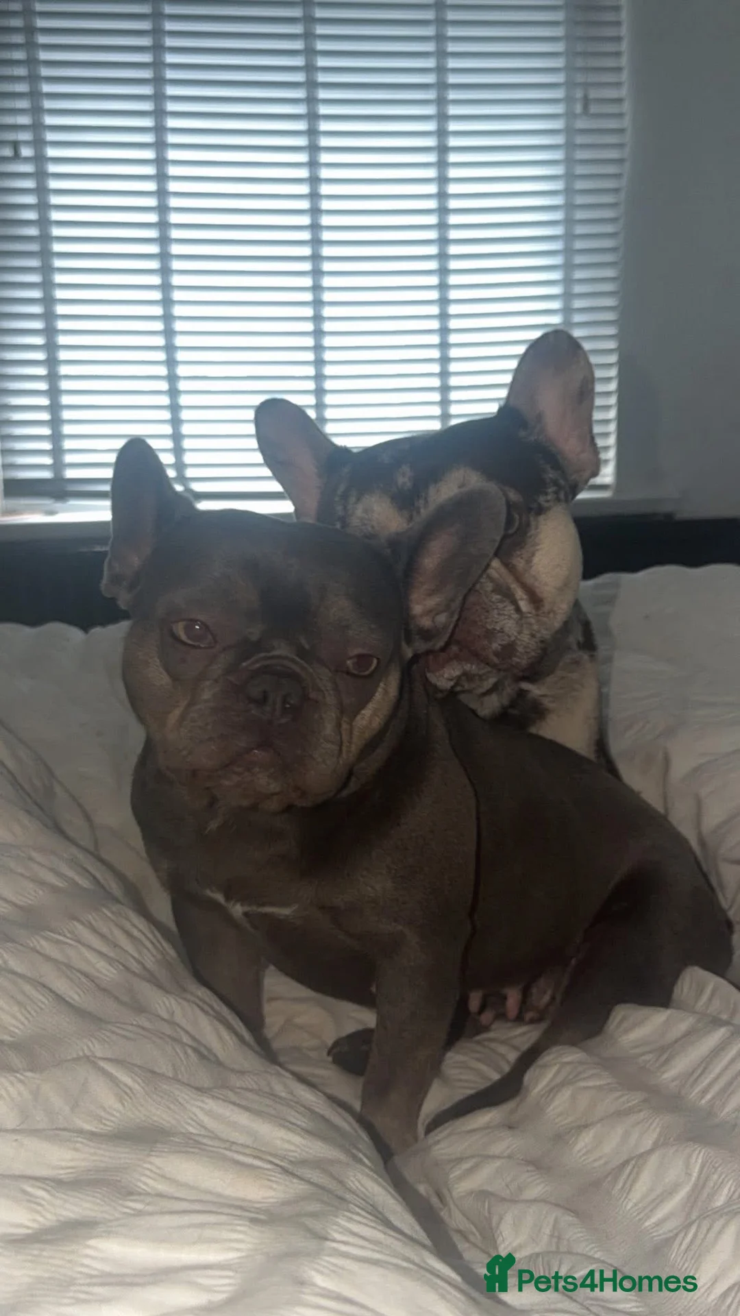 French Bulldog dogs for sale: KC registered female French bulldog for sale  - Advert 4