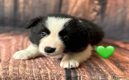 Border Collie dogs for sale: 7 Beautiful Border Collie Puppies  - Image 8