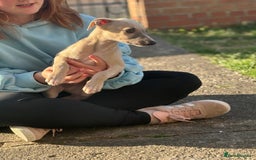 Whippet dogs for sale: Whippet pups ready now  - Image 20