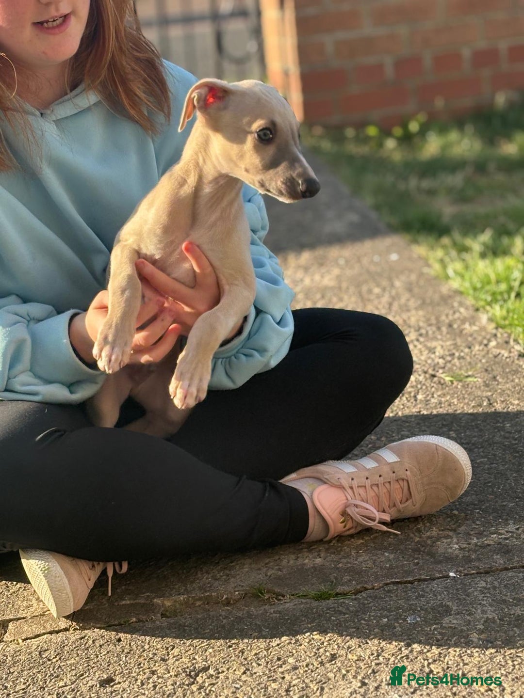 Whippet dogs for sale: Whippet pups ready now  - Image 20