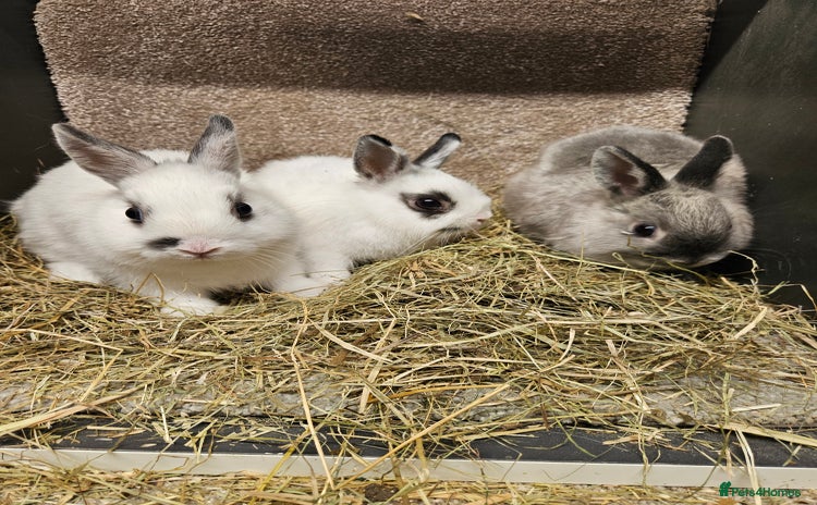 Netherland Dwarf rabbits - Advert 2