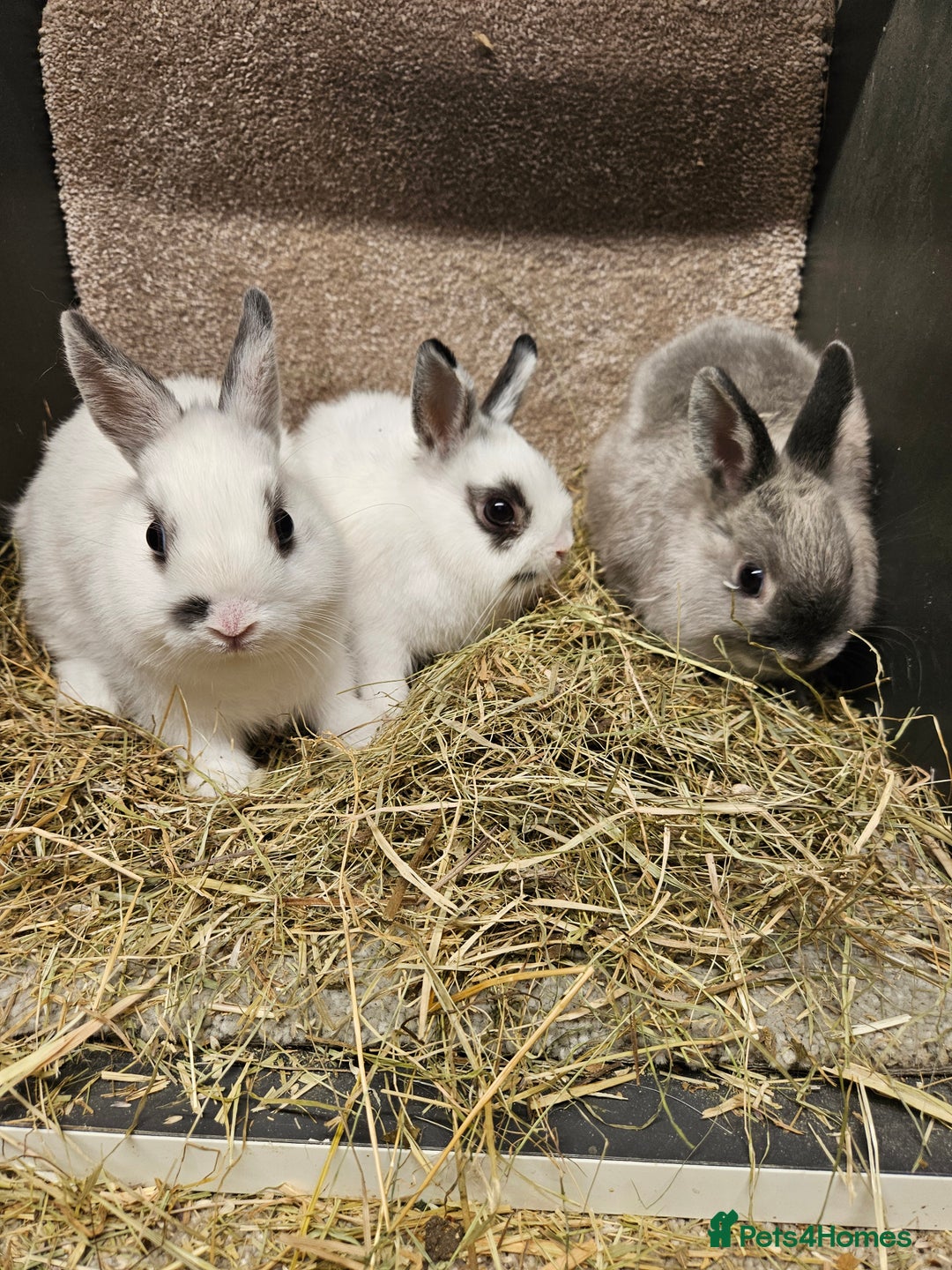 Netherland Dwarf rabbits for sale: Pure Bred Netherland Dwarfs - Image 1